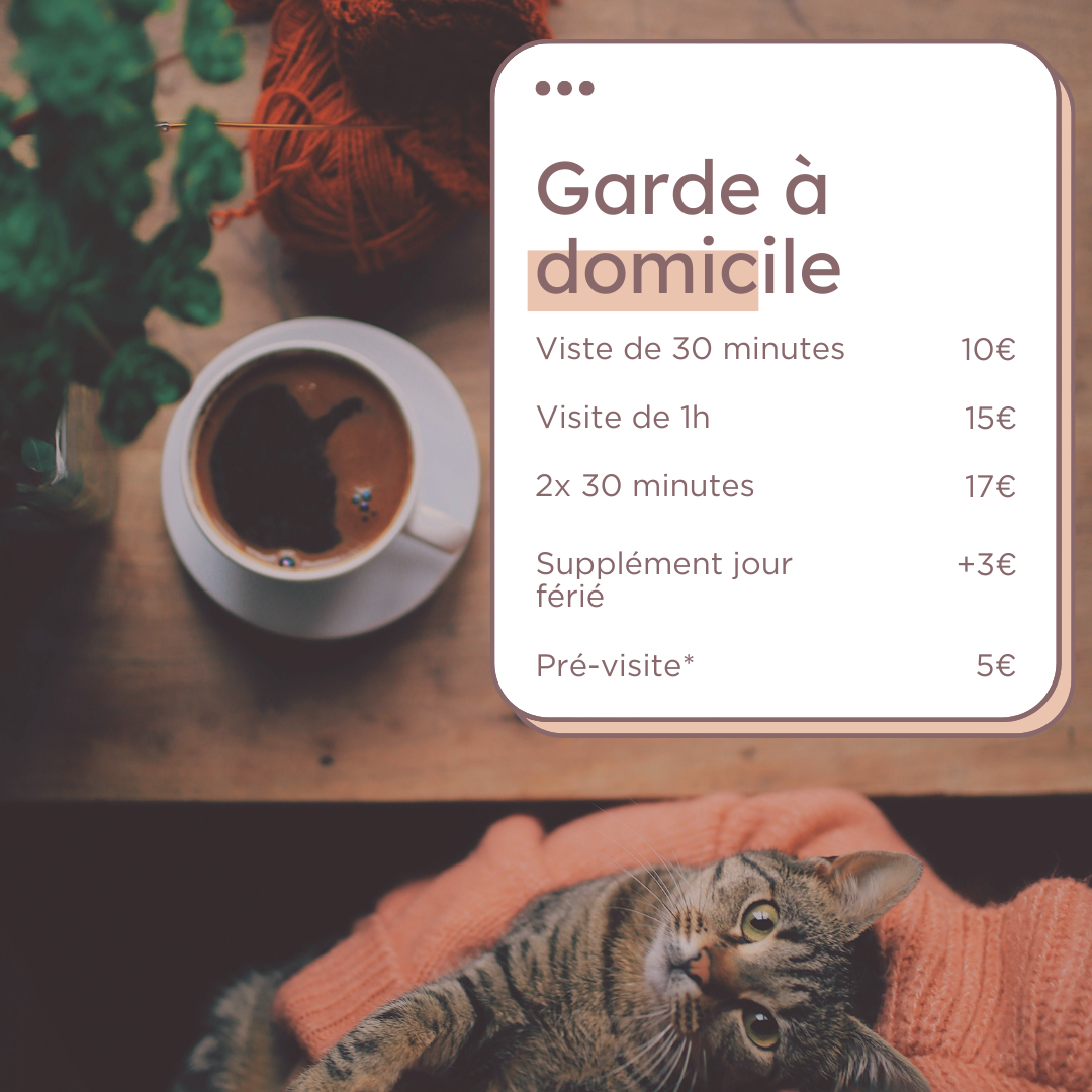 Détails des prix de cat sitting et photo d'un chat