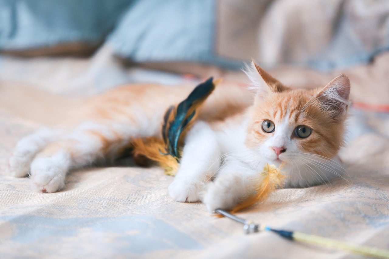 Cat playing with a feather