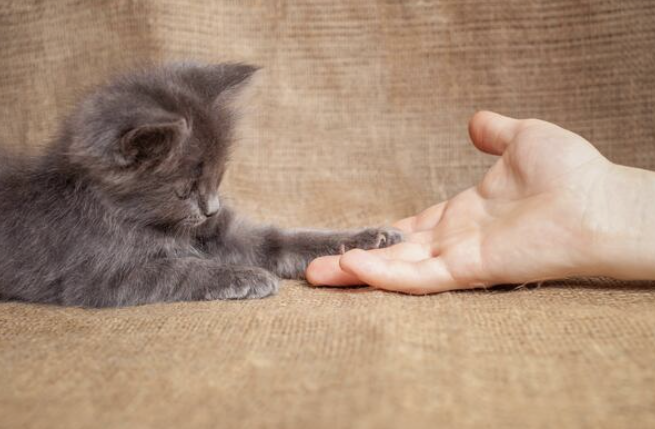 A hand and a cat