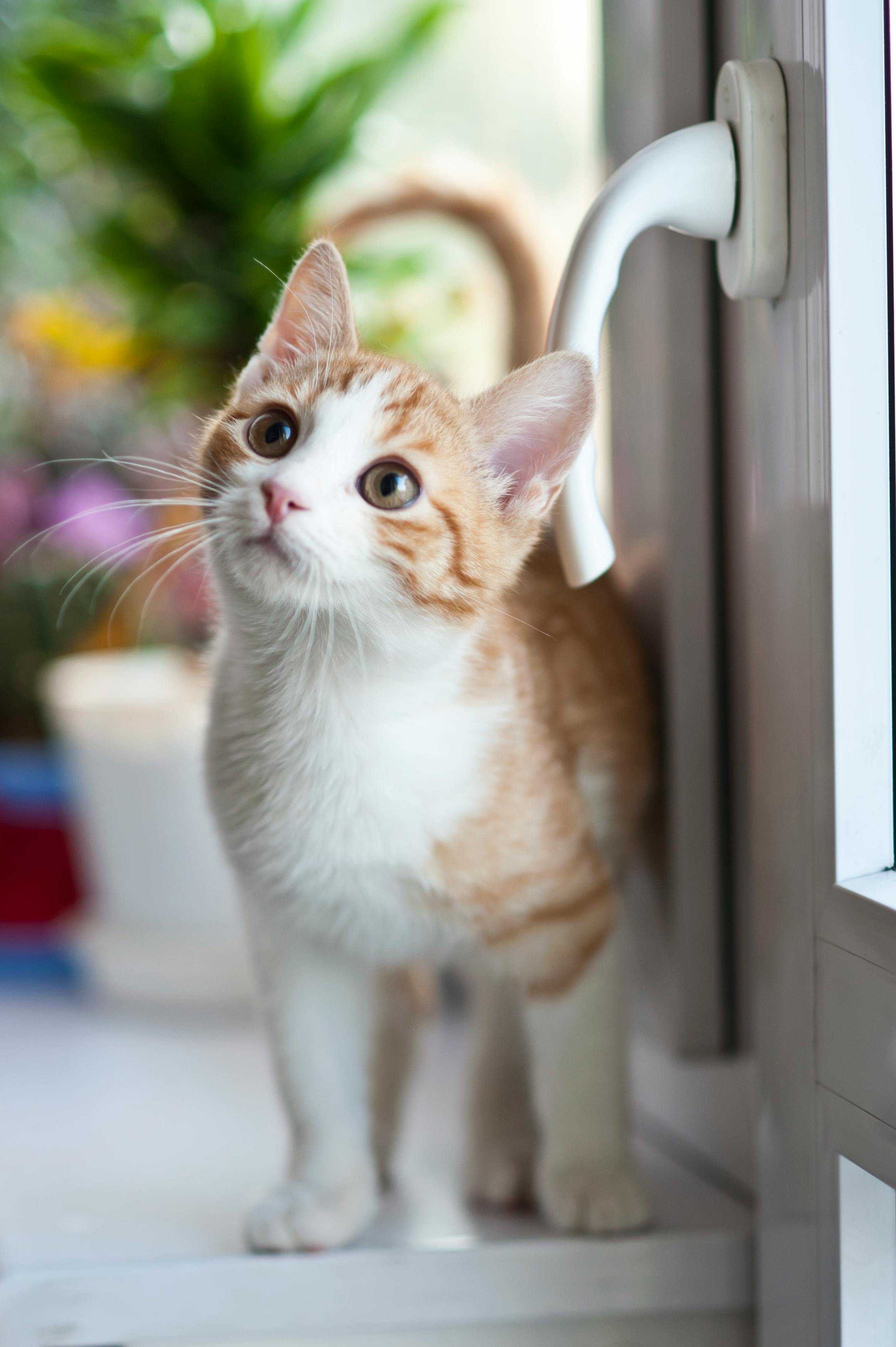 Photo of a cat near a door