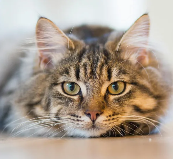cat on ground